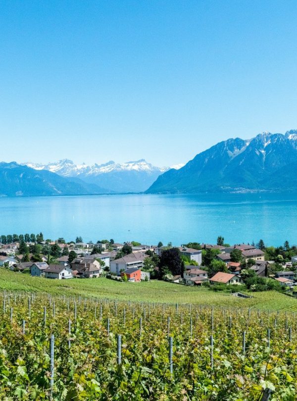 green grass field and icy mountain scenery